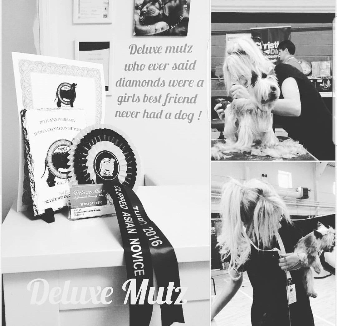 A freshly groomed dog at Deluxe Mutz salon