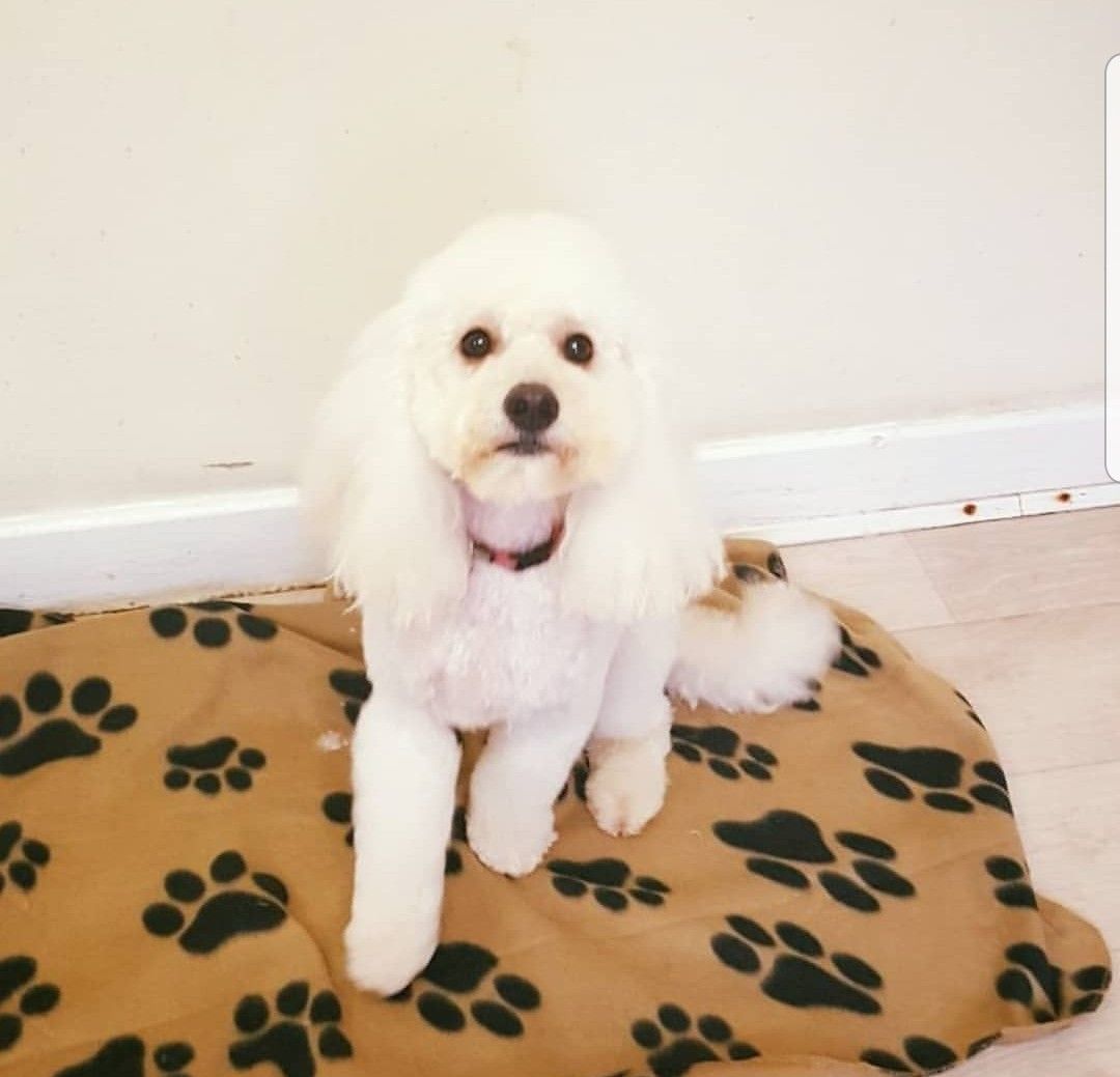 A fluffy coat after a full groom